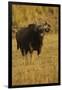 Indian Gaur, Tadoba Andheri Tiger Reserve, India-Jagdeep Rajput-Framed Premium Photographic Print