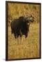 Indian Gaur, Tadoba Andheri Tiger Reserve, India-Jagdeep Rajput-Framed Photographic Print