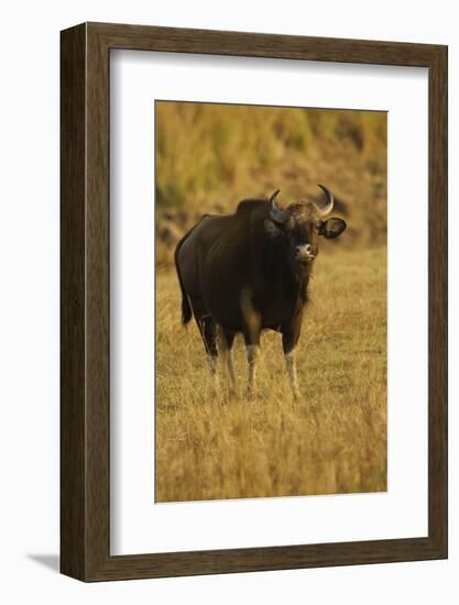 Indian Gaur, Tadoba Andheri Tiger Reserve, India-Jagdeep Rajput-Framed Photographic Print