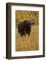 Indian Gaur, Tadoba Andheri Tiger Reserve, India-Jagdeep Rajput-Framed Photographic Print