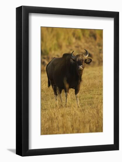 Indian Gaur, Tadoba Andheri Tiger Reserve, India-Jagdeep Rajput-Framed Photographic Print