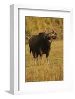 Indian Gaur, Tadoba Andheri Tiger Reserve, India-Jagdeep Rajput-Framed Photographic Print