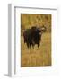 Indian Gaur, Tadoba Andheri Tiger Reserve, India-Jagdeep Rajput-Framed Photographic Print