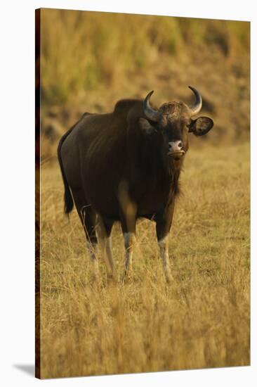 Indian Gaur, Tadoba Andheri Tiger Reserve, India-Jagdeep Rajput-Stretched Canvas