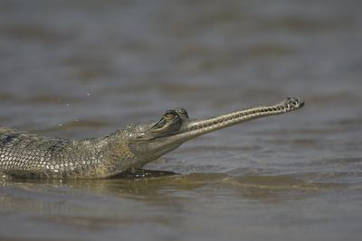 Indian Gharial Gavialis Gangeticus Chamball River Madhya Pradesh India Photographic Print Bernard Castelein Allposters Com