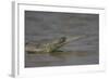 Indian Gharial (Gavialis Gangeticus) Chamball River, Madhya Pradesh, India-Bernard Castelein-Framed Photographic Print