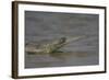 Indian Gharial (Gavialis Gangeticus) Chamball River, Madhya Pradesh, India-Bernard Castelein-Framed Photographic Print