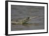 Indian Gharial (Gavialis Gangeticus) Chamball River, Madhya Pradesh, India-Bernard Castelein-Framed Photographic Print