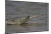 Indian Gharial (Gavialis Gangeticus) Chamball River, Madhya Pradesh, India-Bernard Castelein-Mounted Photographic Print