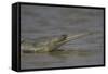 Indian Gharial (Gavialis Gangeticus) Chamball River, Madhya Pradesh, India-Bernard Castelein-Framed Stretched Canvas