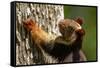 Indian giant squirrel (Ratufa indica)  Kaziranga National Park, Assam, India-Sandesh Kadur-Framed Stretched Canvas