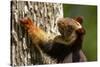 Indian giant squirrel (Ratufa indica)  Kaziranga National Park, Assam, India-Sandesh Kadur-Stretched Canvas