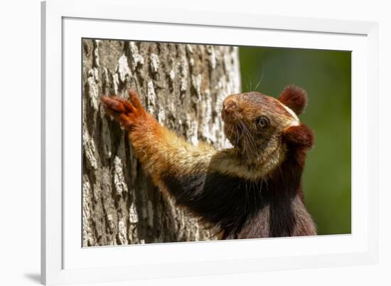 Indian giant squirrel (Ratufa indica)  Kaziranga National Park, Assam, India-Sandesh Kadur-Framed Photographic Print