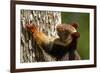 Indian giant squirrel (Ratufa indica)  Kaziranga National Park, Assam, India-Sandesh Kadur-Framed Photographic Print