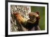 Indian giant squirrel (Ratufa indica)  Kaziranga National Park, Assam, India-Sandesh Kadur-Framed Photographic Print