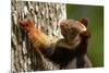 Indian giant squirrel (Ratufa indica)  Kaziranga National Park, Assam, India-Sandesh Kadur-Mounted Photographic Print