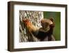 Indian giant squirrel (Ratufa indica)  Kaziranga National Park, Assam, India-Sandesh Kadur-Framed Photographic Print