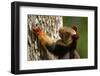 Indian giant squirrel (Ratufa indica)  Kaziranga National Park, Assam, India-Sandesh Kadur-Framed Photographic Print