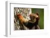 Indian giant squirrel (Ratufa indica)  Kaziranga National Park, Assam, India-Sandesh Kadur-Framed Photographic Print