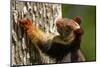 Indian giant squirrel (Ratufa indica)  Kaziranga National Park, Assam, India-Sandesh Kadur-Mounted Photographic Print