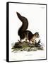 Indian Giant Squirrel-null-Framed Stretched Canvas