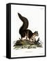 Indian Giant Squirrel-null-Framed Stretched Canvas