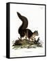 Indian Giant Squirrel-null-Framed Stretched Canvas