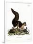 Indian Giant Squirrel-null-Framed Premium Giclee Print