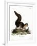 Indian Giant Squirrel-null-Framed Giclee Print