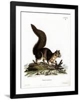 Indian Giant Squirrel-null-Framed Giclee Print