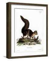 Indian Giant Squirrel-null-Framed Giclee Print