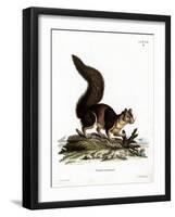 Indian Giant Squirrel-null-Framed Giclee Print