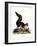 Indian Giant Squirrel-null-Framed Giclee Print