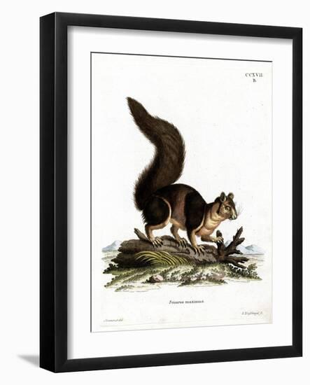 Indian Giant Squirrel-null-Framed Giclee Print