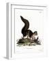 Indian Giant Squirrel-null-Framed Giclee Print