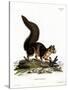Indian Giant Squirrel-null-Stretched Canvas