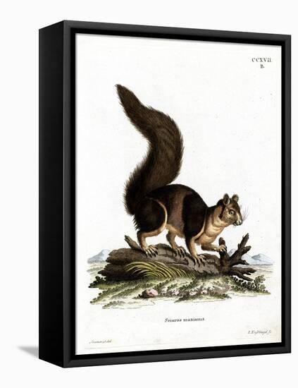 Indian Giant Squirrel-null-Framed Stretched Canvas