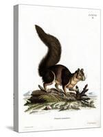 Indian Giant Squirrel-null-Stretched Canvas