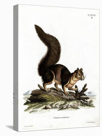 Indian Giant Squirrel-null-Stretched Canvas