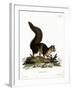 Indian Giant Squirrel-null-Framed Giclee Print