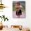 Indian Girl with Llama, Cusco, Peru-Pete Oxford-Photographic Print displayed on a wall