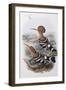 Indian Hoopoe-John Gould-Framed Giclee Print