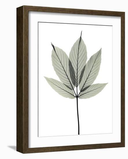 Indian Horse Chestnut-Albert Koetsier-Framed Photographic Print