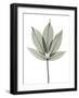 Indian Horse Chestnut-Albert Koetsier-Framed Photographic Print