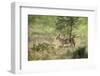 Indian Jackal (Himalayan Jackal) (Canis Aureus Indicus), Ranthambhore, Rajasthan, India-Janette Hill-Framed Photographic Print