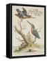 Indian Kingfishers-null-Framed Stretched Canvas