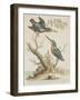 Indian Kingfishers-null-Framed Giclee Print