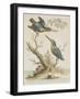 Indian Kingfishers-null-Framed Giclee Print