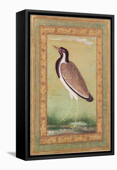 Indian Lapwing, C.1800-Ustad Mansur-Framed Stretched Canvas