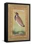 Indian Lapwing, C.1800-Ustad Mansur-Framed Stretched Canvas